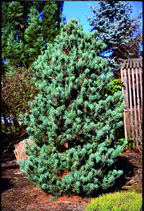 Pinus parviflora 'Cleary' Blue Japanese White Pine