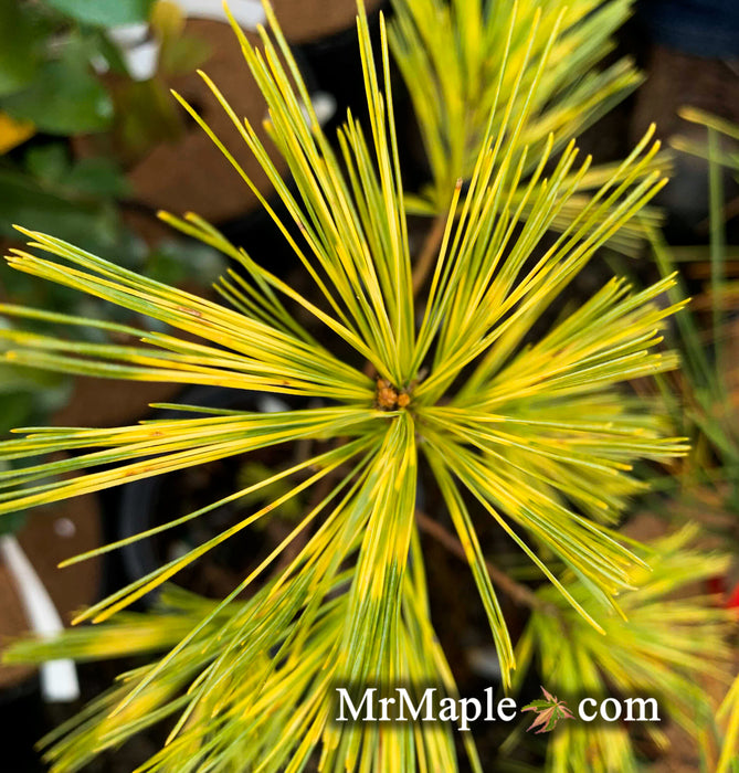 Pinus strobus 'Bennett O.D.' Variegated White PIne