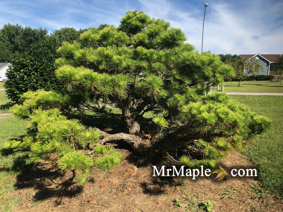 Pinus thunbergii 'Ogon' Golden Japanese Black Pine Tree