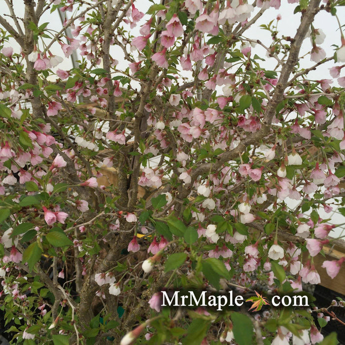 Buy Prunus incisa 'Kojo no mai' Twisting Fuji Cherry Tree — Mr Maple │ Buy  Japanese Maple Trees