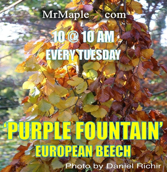 Fagus sylvatica 'Purple Fountain' Rare Weeping Purple European Beech