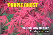- FOR PICKUP ONLY | Acer palmatum 'Purple Ghost' Japanese Maple | DOES NOT SHIP - Mr Maple │ Buy Japanese Maple Trees