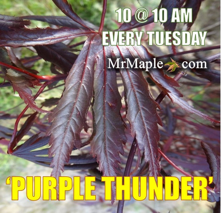 Acer shirasawanum 'Purple Thunder' Japanese Maple