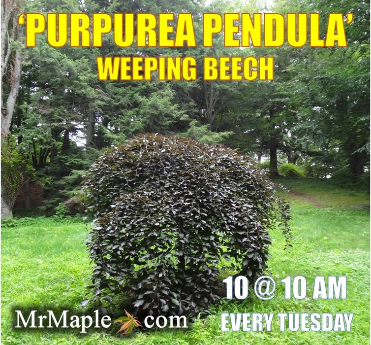 Fagus sylvatica 'Purpurea Pendula' Weeping Purple European Beech