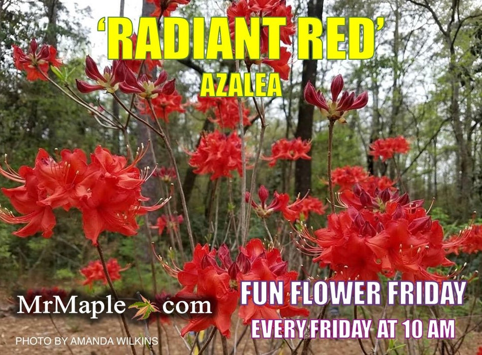 Azalea 'Radiant Red' Native Aromi Azalea