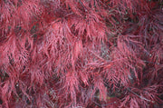 - Acer palmatum 'Red Filigree Lace' Dwarf Japanese Maple - Mr Maple │ Buy Japanese Maple Trees