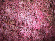 - Acer palmatum 'Red Filigree Lace' Dwarf Japanese Maple - Mr Maple │ Buy Japanese Maple Trees