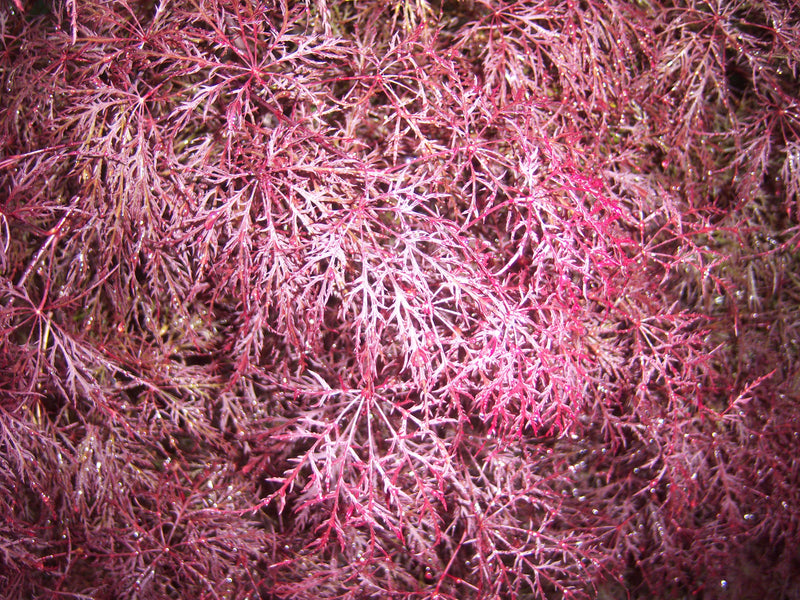 - Acer palmatum 'Red Filigree Lace' Dwarf Japanese Maple - Mr Maple │ Buy Japanese Maple Trees