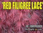 - Acer palmatum 'Red Filigree Lace' Dwarf Japanese Maple - Mr Maple │ Buy Japanese Maple Trees