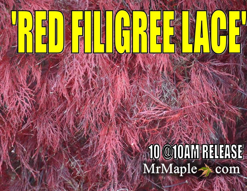 - Acer palmatum 'Red Filigree Lace' Dwarf Japanese Maple - Mr Maple │ Buy Japanese Maple Trees