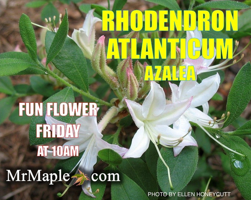 Rhododendron atlanticum Native Coast Azalea
