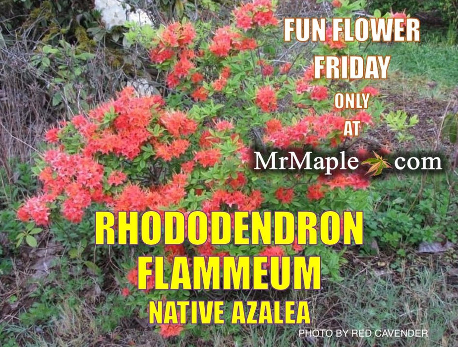 Rhododendron flammeum Native Oconee Azalea