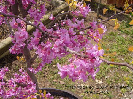 Cercis canadensis 'The Rising Sun' Golden Redbud Tree