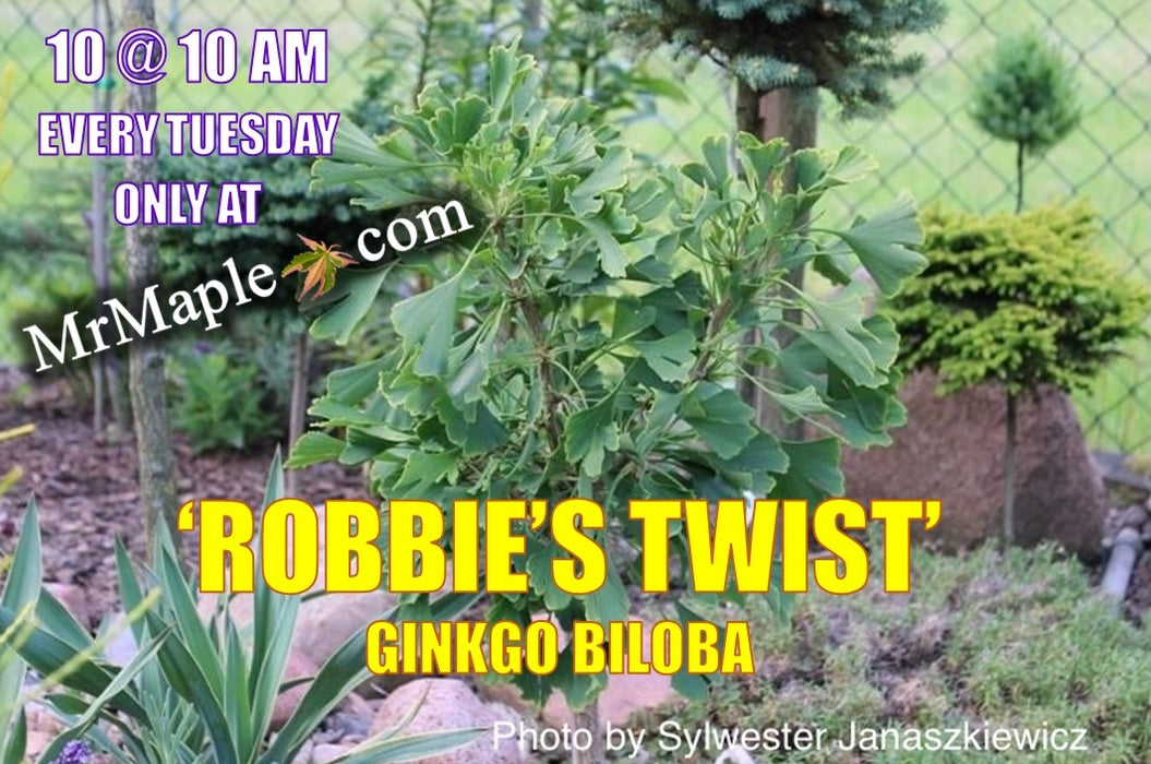 Ginkgo biloba 'Robbie's Twist' Male Ginkgo Tree