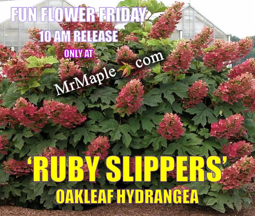 Hydrangea quercifolia 'Ruby Slippers' Red Blooms Oakleaf Hydrangea