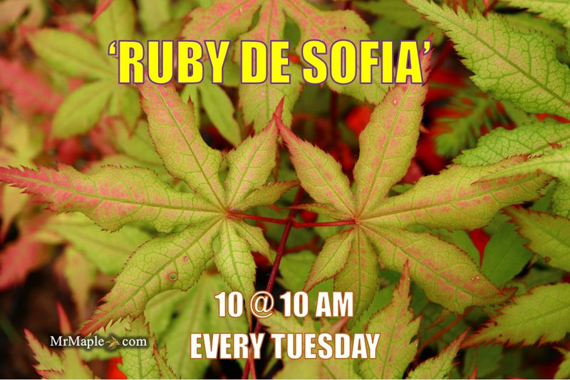 - Acer palmatum 'Ruby de Sofia’ Japanese Maple - Mr Maple │ Buy Japanese Maple Trees
