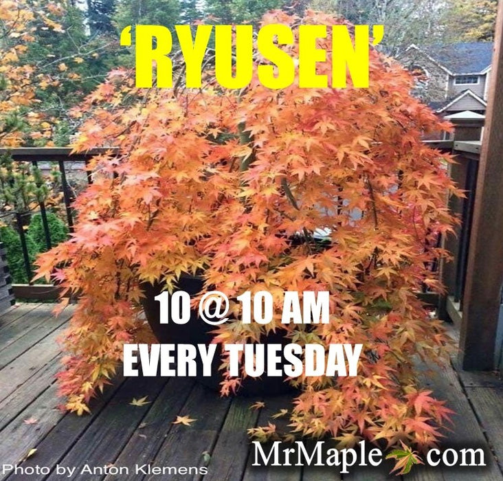 Acer palmatum 'Ryusen' Japanese Maple
