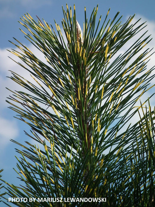 Pinus thunbergii 'Shirome janome' Variegated Japanese Black Pine Tree