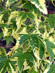 - Acer palmatum 'Sagara nishiki' Japanese Maple - Mr Maple │ Buy Japanese Maple Trees