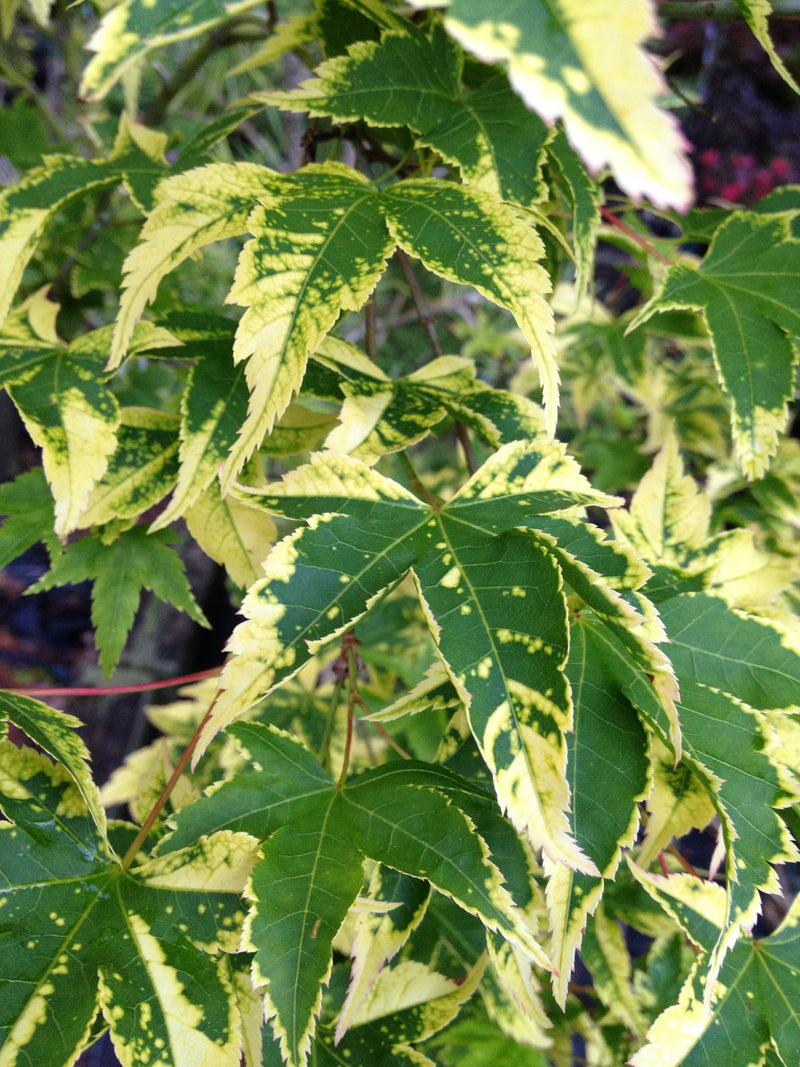 - Acer palmatum 'Sagara nishiki' Japanese Maple - Mr Maple │ Buy Japanese Maple Trees