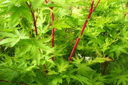 - Acer palmatum 'Sango kaku' Coral Bark Japanese Maple - Mr Maple │ Buy Japanese Maple Trees