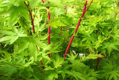 - Acer palmatum 'Sango kaku' Coral Bark Japanese Maple - Mr Maple │ Buy Japanese Maple Trees