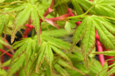 - Acer palmatum 'Sango kaku' Coral Bark Japanese Maple - Mr Maple │ Buy Japanese Maple Trees