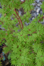 - Acer palmatum 'Sango kaku' Coral Bark Japanese Maple - Mr Maple │ Buy Japanese Maple Trees