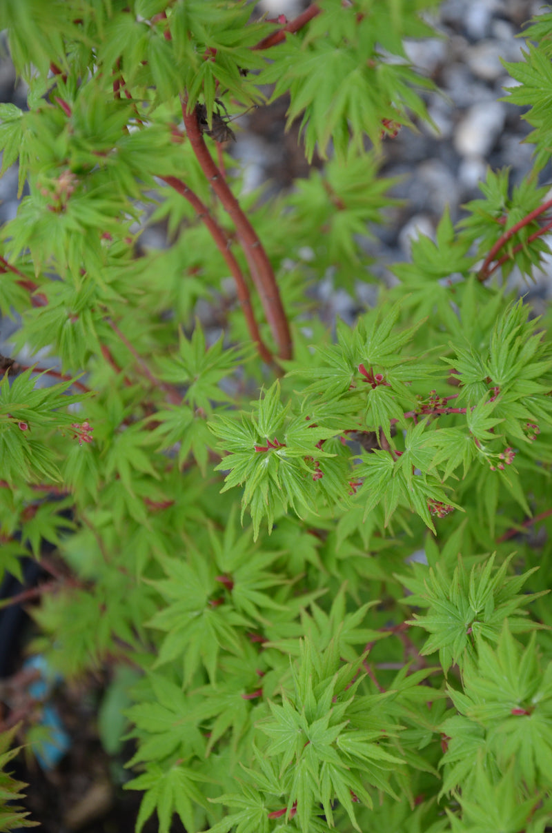 - Acer palmatum 'Sango kaku' Coral Bark Japanese Maple - Mr Maple │ Buy Japanese Maple Trees