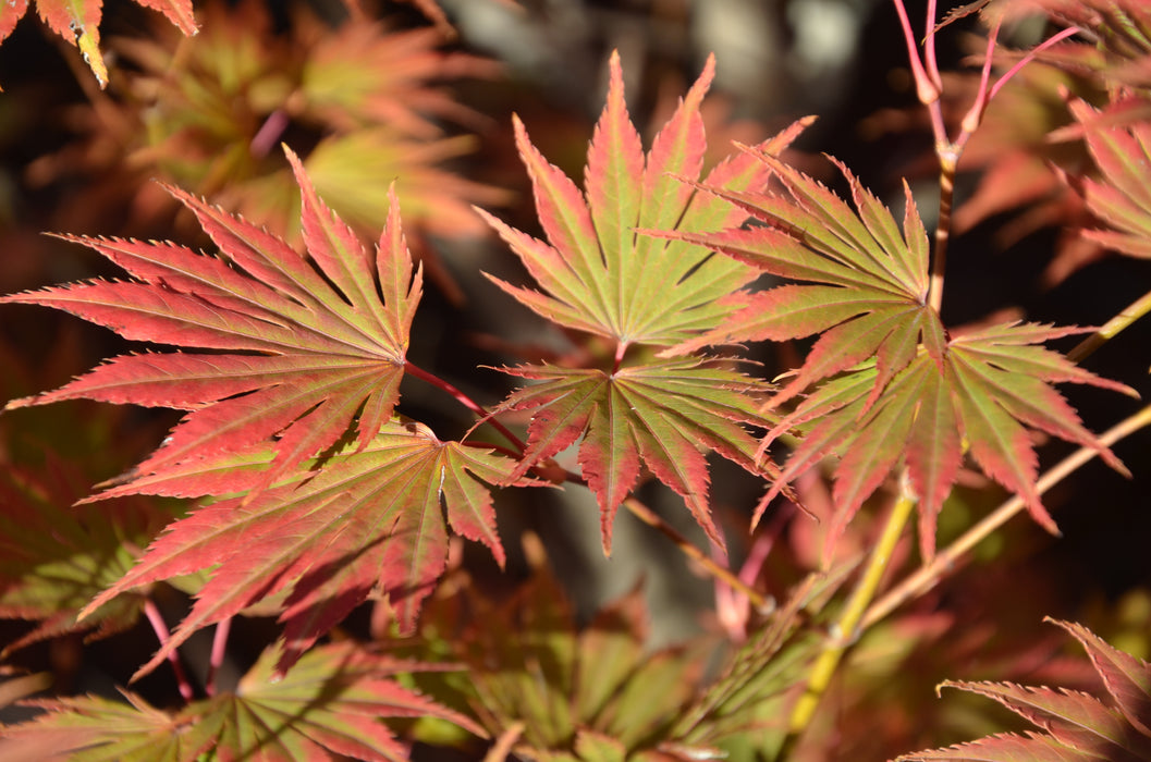 Acer shirasawanum 'Sensu' Full Moon Japanese Maple