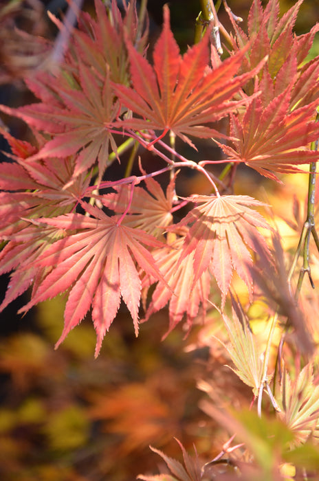 FOR PICKUP ONLY | Acer shirasawanum 'Sensu' Full Moon Japanese Maple | DOES NOT SHIP