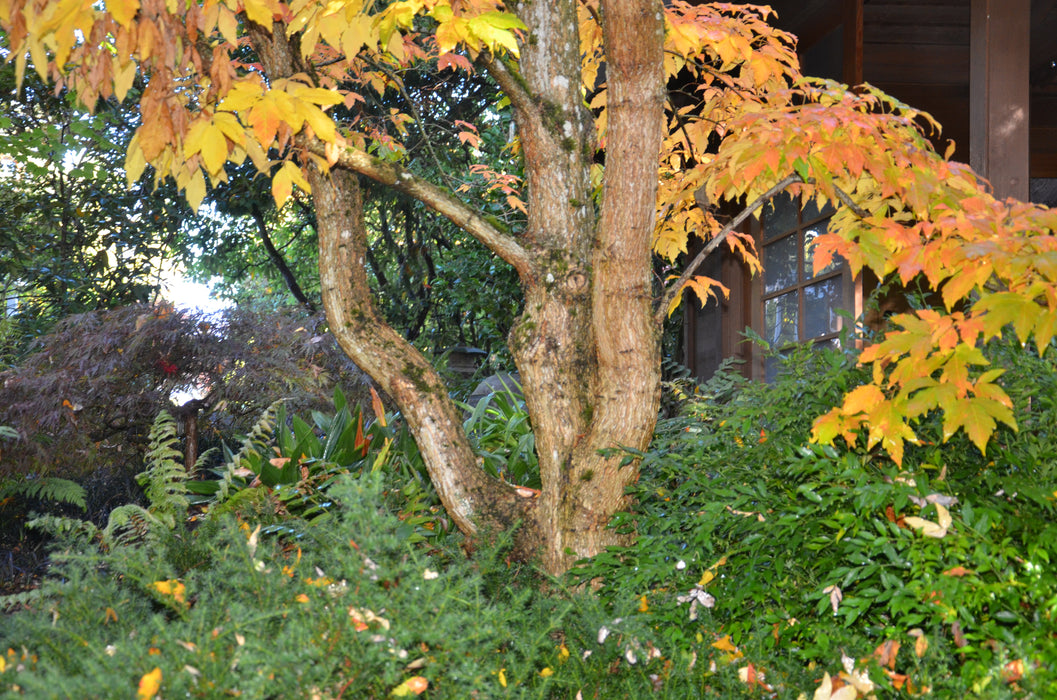Acer triflorum Shaggy Bark Three Flower Maple