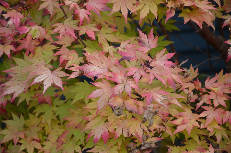 - Acer palmatum 'Orange Dream' Japanese Maple - Mr Maple │ Buy Japanese Maple Trees