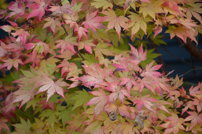 - Acer palmatum 'Orange Dream' Japanese Maple - Mr Maple │ Buy Japanese Maple Trees
