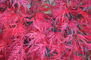 - FOR PICK UP ONLY | Acer palmatum 'Orangeola' Japanese Maple | DOES NOT SHIP - Mr Maple │ Buy Japanese Maple Trees