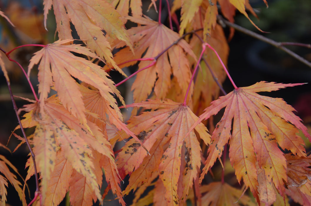Acer palmatum 'Tiger Rose' Japanese Maple