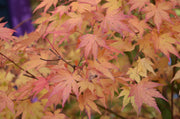 - Acer palmatum 'Orange Dream' Japanese Maple - Mr Maple │ Buy Japanese Maple Trees
