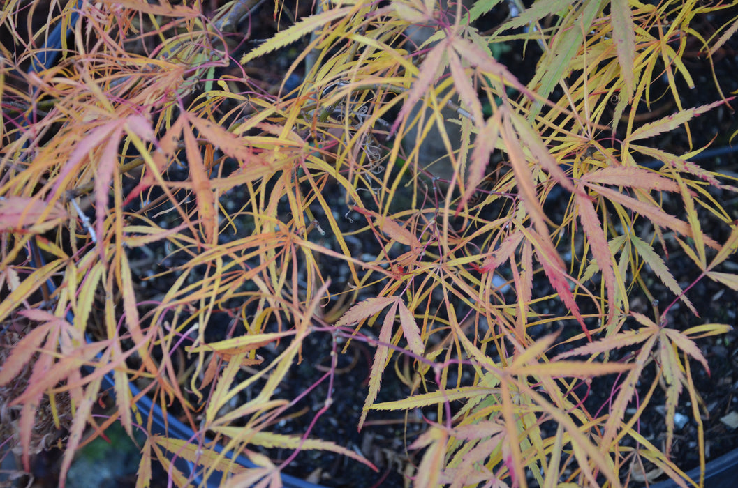 Acer palmatum 'Koto-no-ito' Japanese Maple