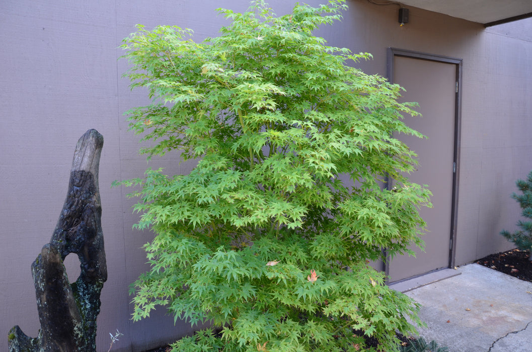 Acer palmatum 'Aoyagi' Green Bark Japanese Maple