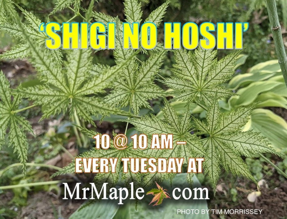 Acer palmatum 'Shigi no hoshi' Japanese Maple