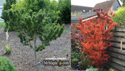 - Acer palmatum 'Shishigashira' Lion's Head Japanese Maple - Mr Maple │ Buy Japanese Maple Trees