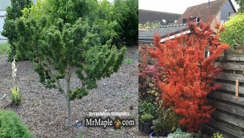 - Acer palmatum 'Shishigashira' Lion's Head Japanese Maple - Mr Maple │ Buy Japanese Maple Trees