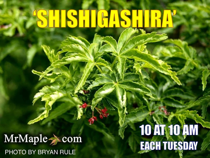 - Acer palmatum 'Shishigashira' Lion's Head Japanese Maple - Mr Maple │ Buy Japanese Maple Trees