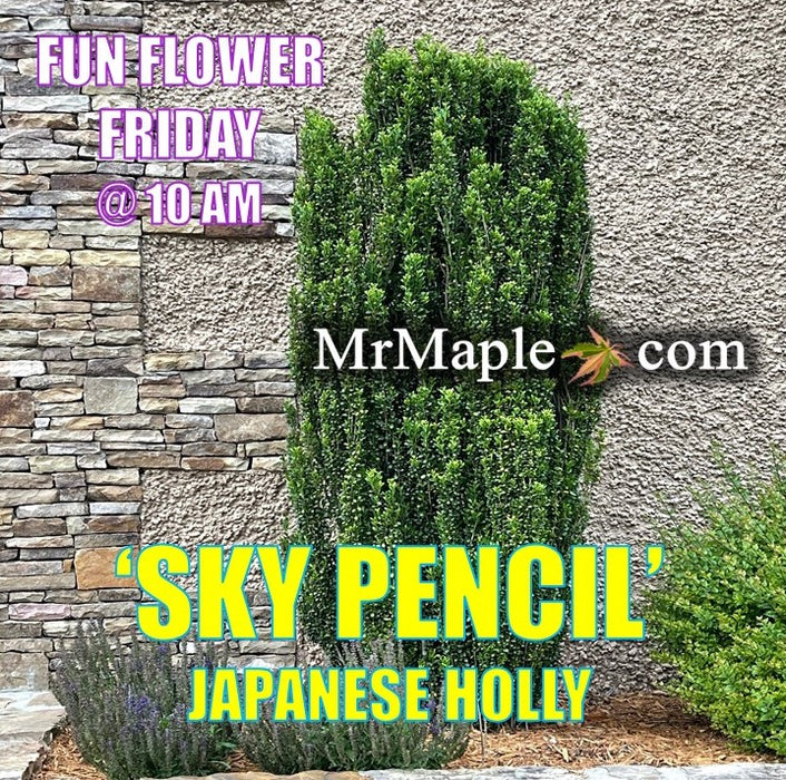 Ilex crenata 'Sky Pencil' Narrow Japanese Holly