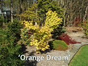 - Acer palmatum 'Orange Dream' Japanese Maple - Mr Maple │ Buy Japanese Maple Trees