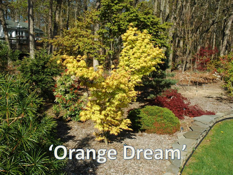 - Acer palmatum 'Orange Dream' Japanese Maple - Mr Maple │ Buy Japanese Maple Trees