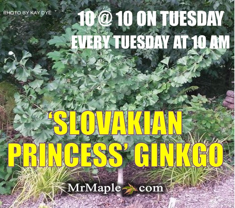 Ginkgo biloba 'Slovakian Princess' Dwarf Ginkgo Tree