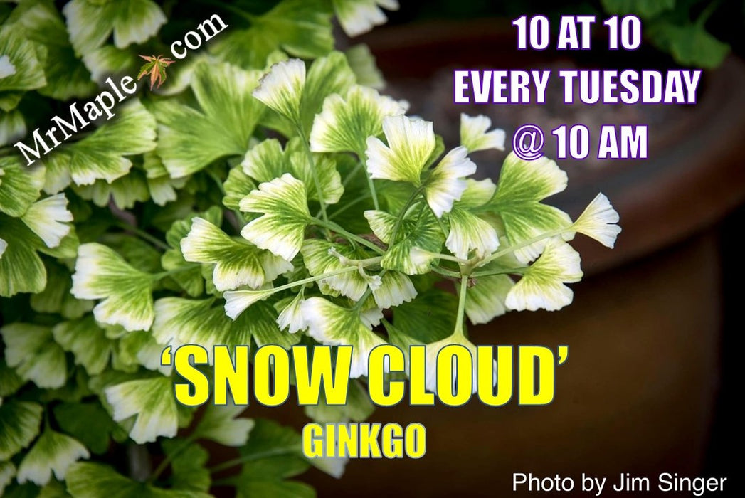 Ginkgo biloba 'Snow Cloud' Variegated Male Ginkgo Tree