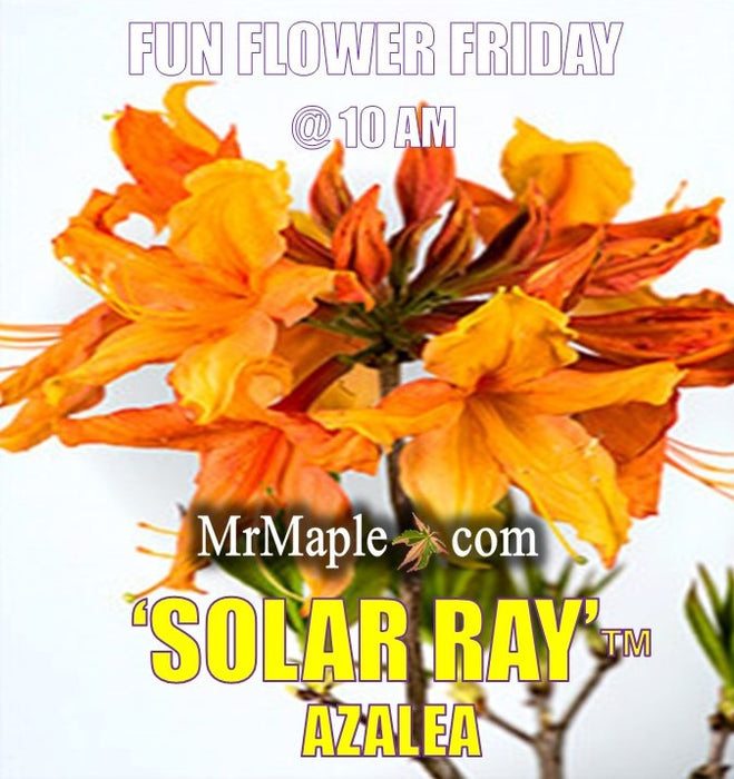 Azalea 'Solar Ray’™ Sunbow® Native Flame Azalea