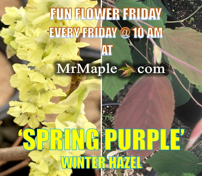 Corylopsis sinensis 'Spring Purple' Lavender Chinese Winter Hazel